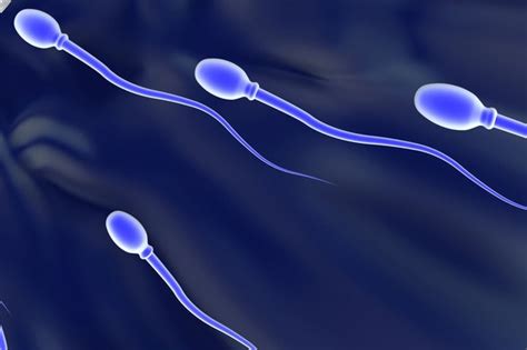 sperm